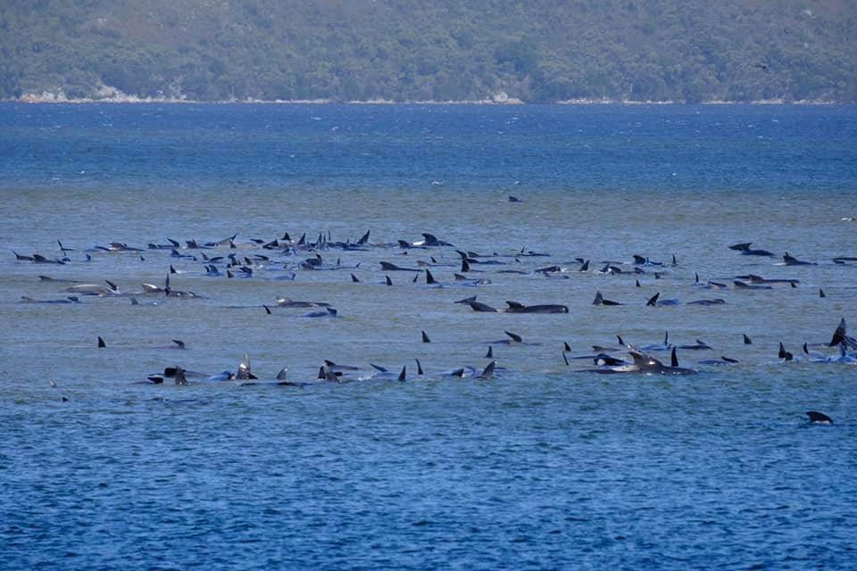 अस्ट्रेलियाको समुद्री तटमा सामूहिक रुपमा फसेर १४ समुद्री ह्वले मरे